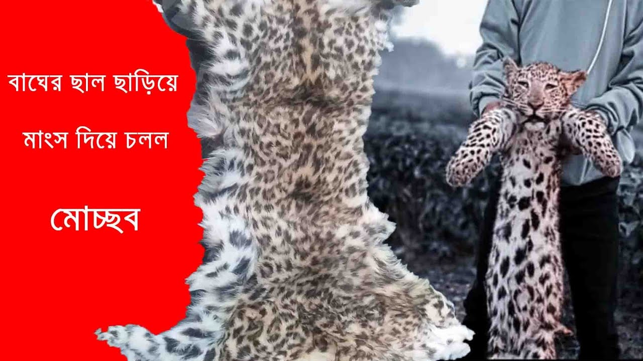 Remove The Skin of the Leopard & wipe it off with the meat
