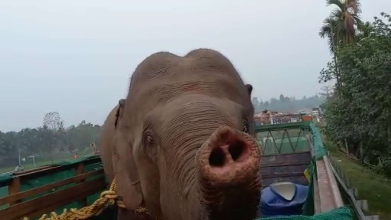 Seven elephants detained near Jalpaiguri Teesta Bridge