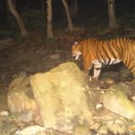 Royal bengal Tiger