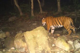 Royal bengal Tiger